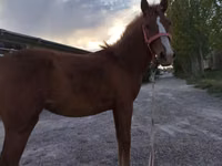 Kuda betina, Horses — foto 3