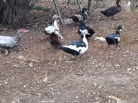 Domestic Muscovy — foto 3