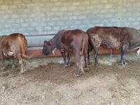 公牛, Cattle — 照片 2