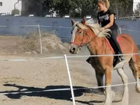 Horse (M), Gypsy horse — photo 2