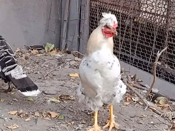 Chickens — Kirgistaan