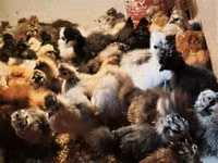 سیلکی — عکس 1