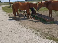 Hoppe, Horse breed — foto 4