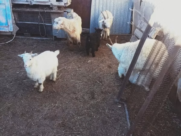 Goat, Goats — Kazakhstan