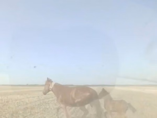 Mare, Horses — Kazakhstan