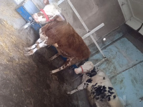 Bull, Simmental cattle — Uzbekistan