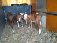 Bovine (lot, sex nespecificat), Bovine — foto 2