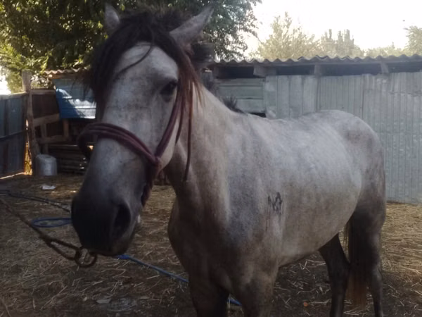 Ձի, Kazakh horse — Ղազախստան