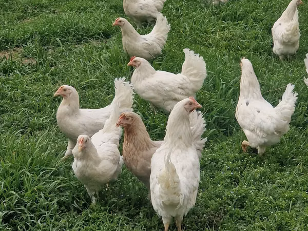 Chickens — Uzbekistan