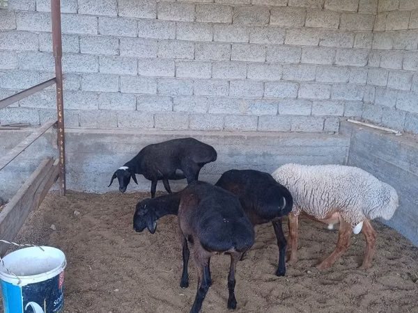 Sheep, Sheep — Uzbekistan