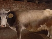 गाय, मवेशी — फ़ोटो 4