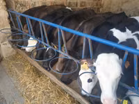 گاو و گوساله (گروه، جنسیت مشخص نشده), Simmental cattle — عکس 4