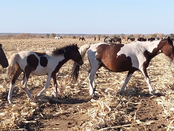 ሴት ፈረስ, Pinto horses