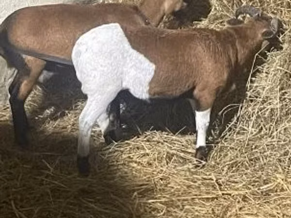 Ovan, Cameroon sheep