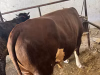 Lo’ (xirmo, jins lama sheegin), Cattle — sawirka 2