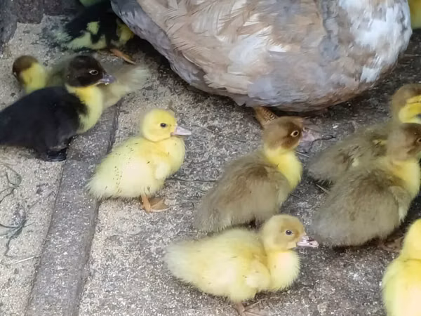 Ducks — Azerbaijan
