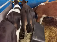 Lembu jantan, Simmental cattle — foto 6