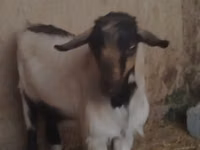 Billy Goat, Goats — photo 2