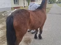 Kuda betina, Horses — foto 3