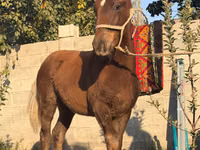 اسب نر, اسب — عکس 2