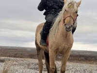 اسب نر, Mugalzhar horse — عکس 1