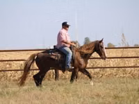 Mare, Rocky Mountain Horse — photo 8
