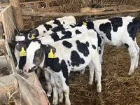 Stier, Russian Black pied cattle — foto 1