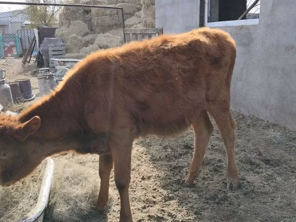 Vacă, Swiss cattle — Kazahstan