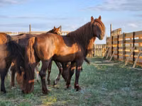 Horse (M), Horses — photo 3