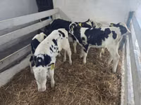 सांड, Russian Black pied cattle — फ़ोटो 1