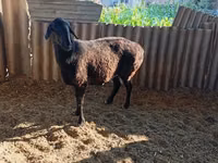 Sheep (batch, sex not specified), Sheep — photo 2