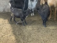 Goat, Alpine goat — photo 2
