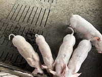 Boar, Pigs — photo 4