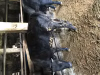 Stier, Simmental cattle — foto 1