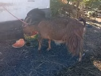 Goat, Goats — photo 3