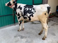 Ko, Holsteinrasen — foto 3