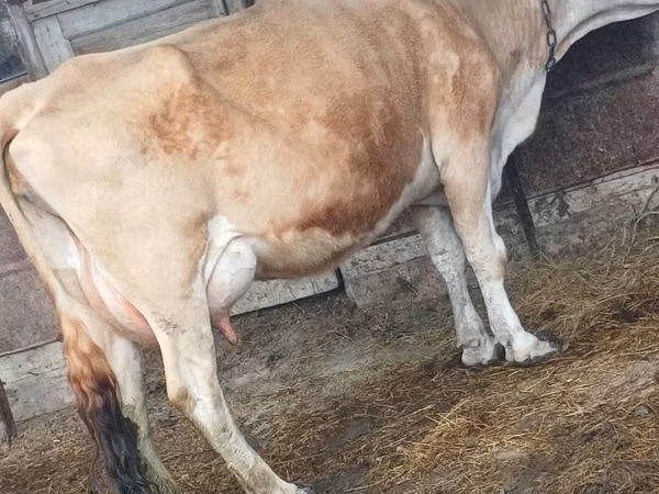 Cow, Latvian Blue cattle