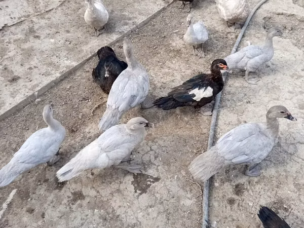 Ducks — Azerbejdżan