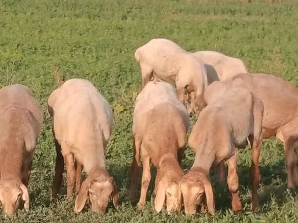 Ram, Romanov sheep — Kyrgyzstan