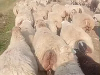 Ido, Sheep — sawirka 1