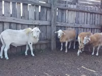 Хуц, Katum sheep — 1 зураг