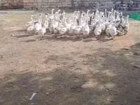 Geese — foto 3