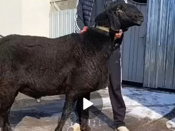 Ovan, Arashan sheep