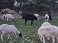 قوچ, گوسفند — عکس 3