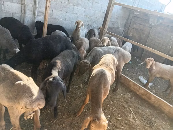 Ram, Sheep — Kyrgyzstan