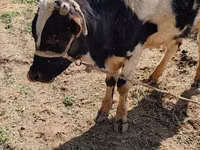 گاو نر, Russian Black pied cattle — عکس 1