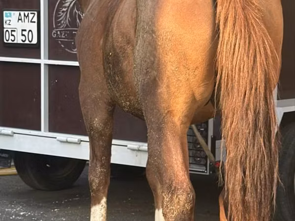 Horse (M), Soviet Heavy draft