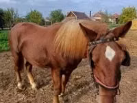 Horse (M), Horses — photo 5