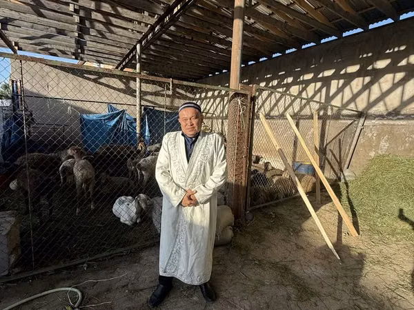 Ram, Sheep — Kazakhstan