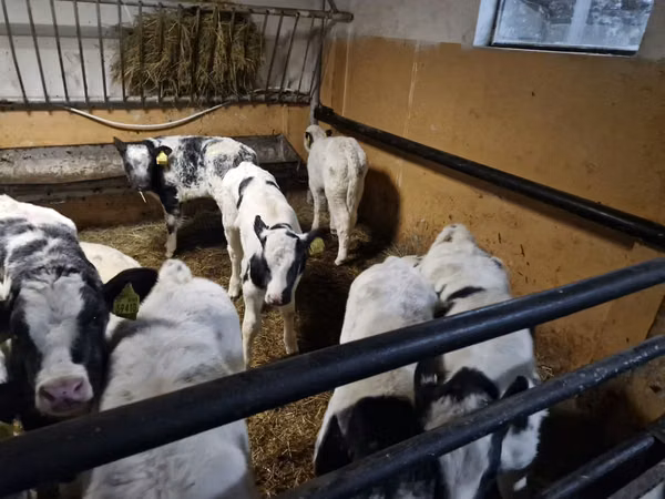 Cattle (batch, sex not specified), Russian Black pied cattle